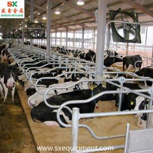 តូបលក់គោក្រួតទឹកដោះគោ